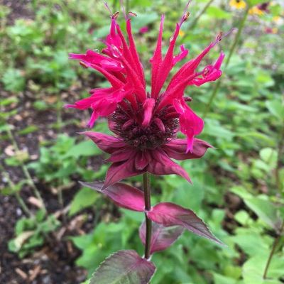 Raspberry Wine Bee Balm